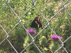 Papilio polyxenes