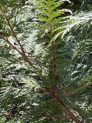 Chamaecyparis formosensis