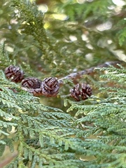 Chamaecyparis formosensis