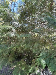 Chamaecyparis formosensis