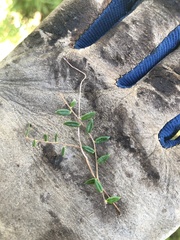 Vaccinium microcarpum