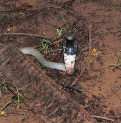 Naja nigricollis