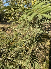 Acacia deanei