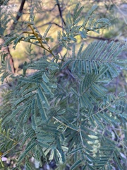 Acacia deanei