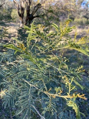 Acacia deanei