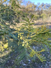 Acacia deanei