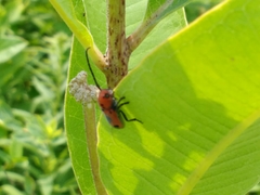 Tetraopes melanurus