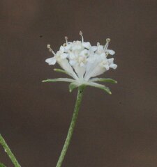 Actinotus omnifertilis