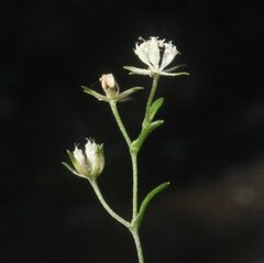 Actinotus omnifertilis