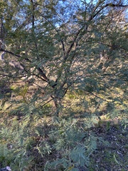 Acacia deanei