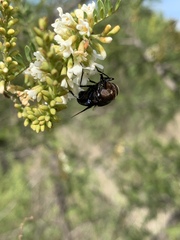 Copestylum mexicanum