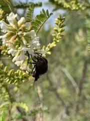 Copestylum mexicanum
