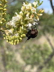 Copestylum mexicanum