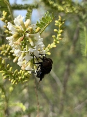 Copestylum mexicanum