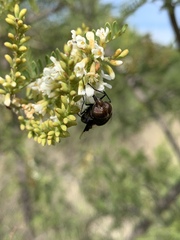 Copestylum mexicanum