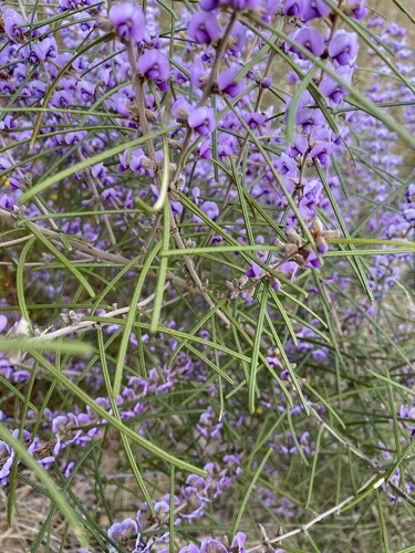 Hovea angustissima
