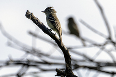 Empidonax minimus