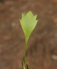 Actinotus omnifertilis