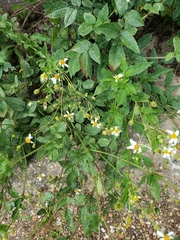 Bidens alba