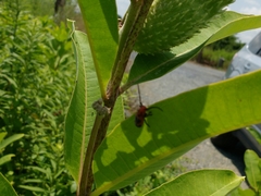 Tetraopes melanurus