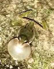 Hyla plicata