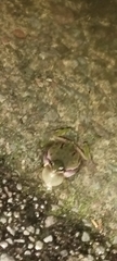 Hyla plicata