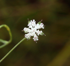 Actinotus omnifertilis