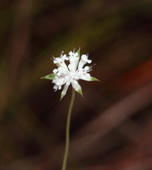 Actinotus omnifertilis