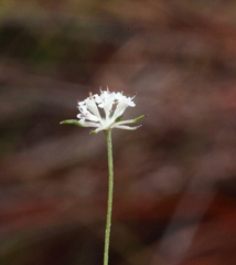 Actinotus omnifertilis