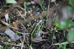 Pelophylax porosus porosus