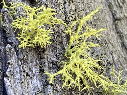 iNaturalist observation photo of wolf lichen