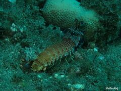 Odontodactylus brevirostris