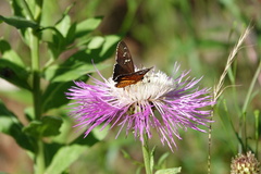 Apyrrothrix araxes