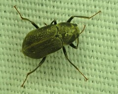 Helichus lithophilus