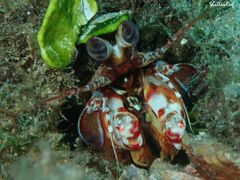 Odontodactylus brevirostris