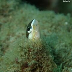 Plagiotremus goslinei