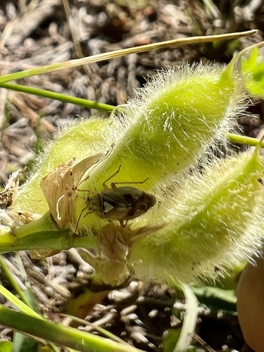 iNaturalist observation photo of Lygus Bugs