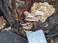 Trametes