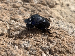 Phanaeus quadridens