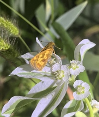 Polites peckius