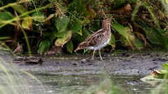 Gallinago gallinago gallinago