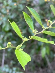 Ziziphus oenopolia