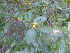 Ziziphus oenopolia