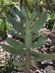 Consolea moniliformis