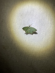 Chloropteryx tepperaria