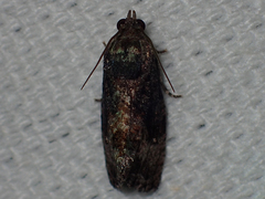 Gymnandrosoma punctidiscanum
