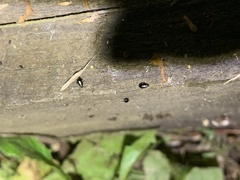 Phyllotreta cruciferae