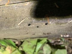 Phyllotreta cruciferae