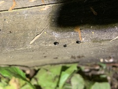 Phyllotreta cruciferae