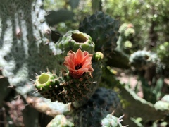 Consolea moniliformis